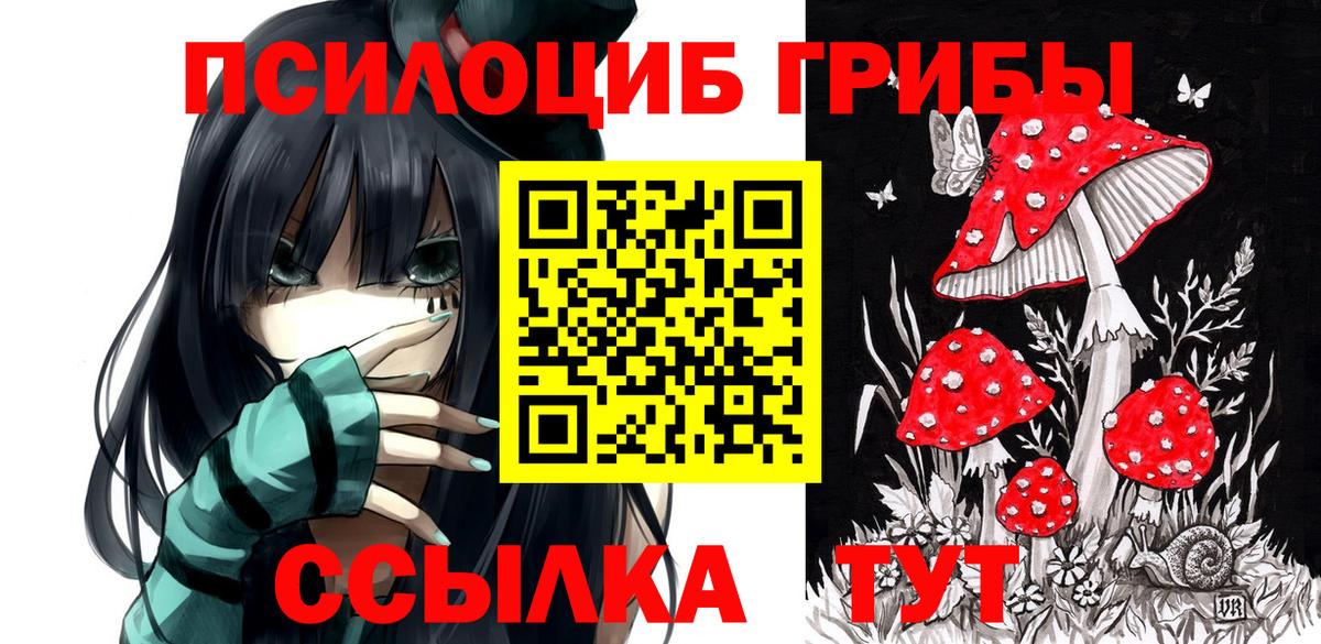закладка  Вход с VPN  Курчатов  Галлюциногенные грибы Cubensis 